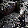 peeps & crowbars