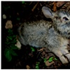 the velveteen rabbit
