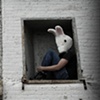 .boxed bunny.