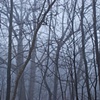 crazy fog