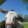 donkey