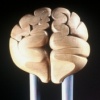 Brains detail