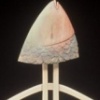 Fishhead 