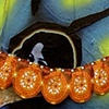 'Madame Gaston'