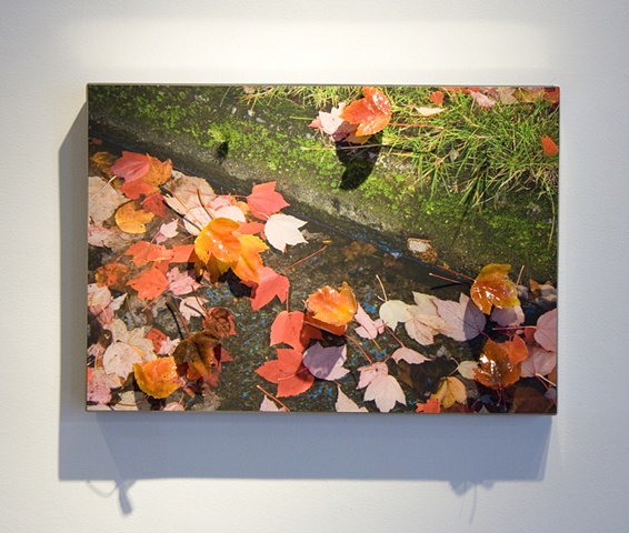 lampworked glass, archival digital print, stainless steel frame, david willis