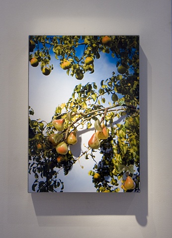 lampworked glass, david willis