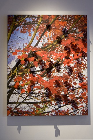 lampworked glass, david willis