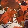 full fathom five detail (detail)