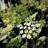 a weed in my garden (detail)