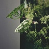 a weed in my garden (detail)