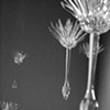 here today (detail)