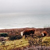 Pacific Cows
Carmel, CA