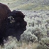 Bison Bison
Yellowstone, WY