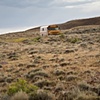 School Bus
Muddy Gap, WY
