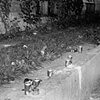 Beer Cans
Syracuse, NY