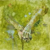 Emerging Hands