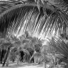 Arbol de Palma (Cabo San Lucas, Mexico)