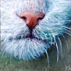 Whiskers #2