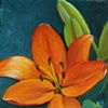 Daylily