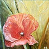 Poppy