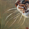 Whiskers
