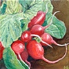 Radishes