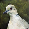 Ringneck Dove