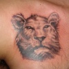 India lion