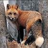 fox in the park
