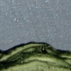 Cloudy Silver One