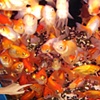 Aquarium