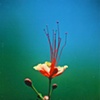 SIGHT OF THREE  Animal Film