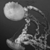 SIGHT OF THREE The Jelly's