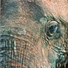SIGHT OF THREE  Animal Film