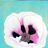 White Poppy