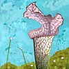 Sarracenia and Pipeworts