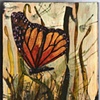 Ugly Monarch