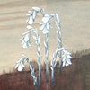 Monotropa - SOLD