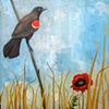 Red Winged Blackbird and Poppy