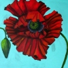 Red Poppy and Bud - SOLD