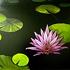 Water Lilies in Black - SOLD!