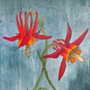 Columbine Flowers - SOLD!