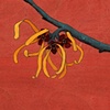 Witch Hazel on Salmon - SOLD