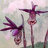 Calypso bulbosa - fairy slipper orchids