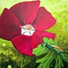 Callirhoe and Green Sweat Bee