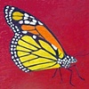 Two Monarchs