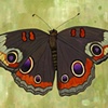 Buckeye Butterfly