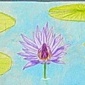 Water Lilies in Blue - SOLD!