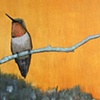 Hummingbird and Sedums - SOLD