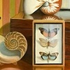 Still Life with Shells and Hope